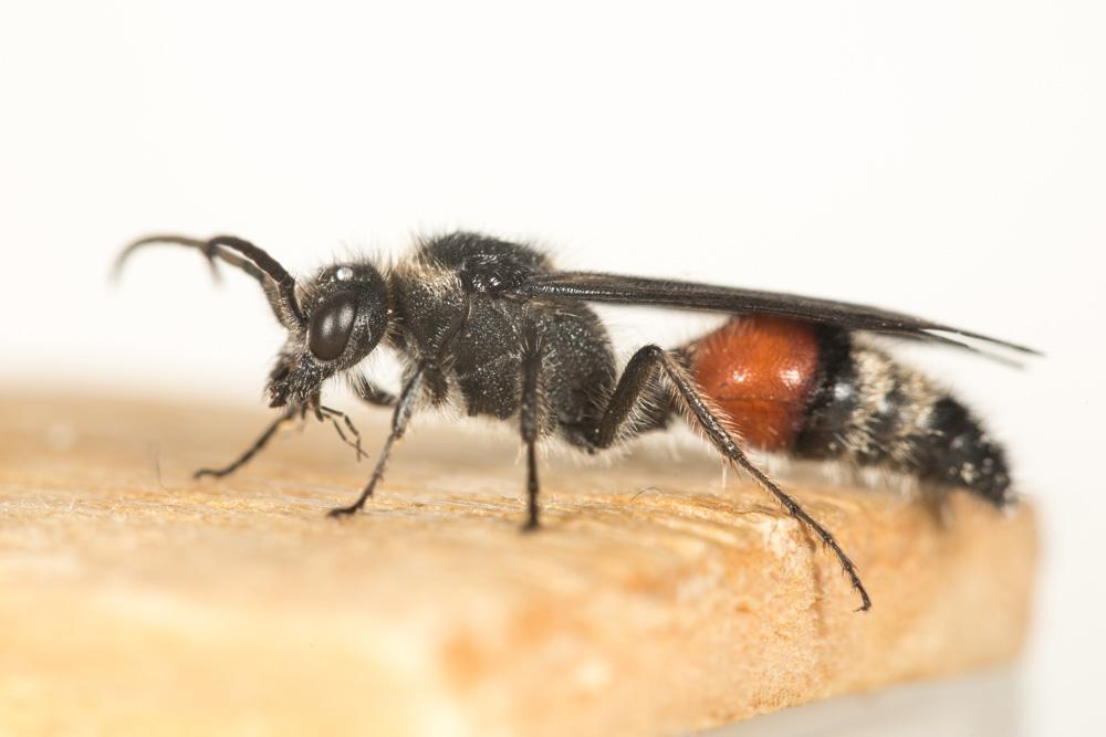 Mutillidae Latreille, 1802