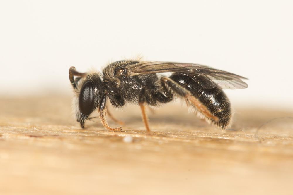 Lasioglossum Curtis, 1833
