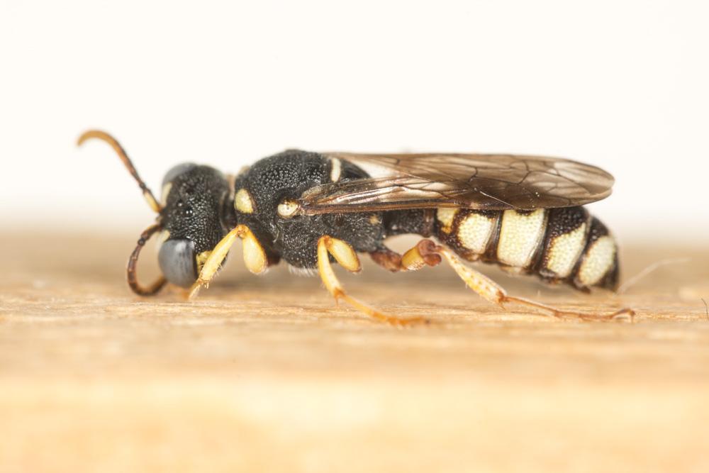 Cerceris Latreille, 1802