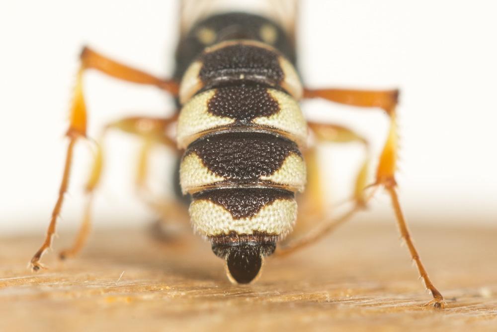 Cerceris Latreille, 1802