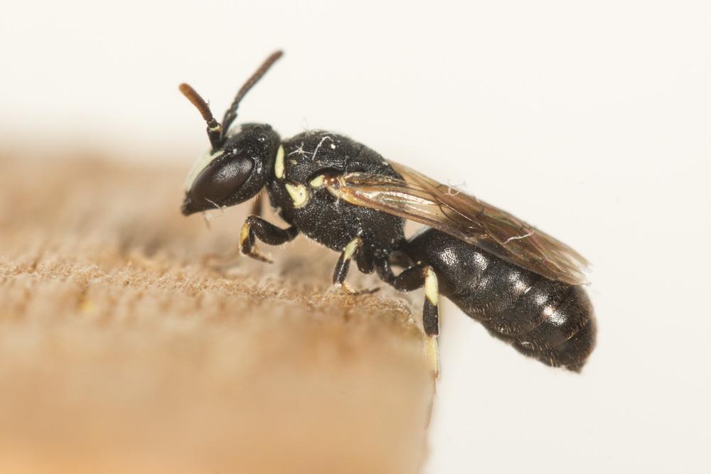 Hylaeus Fabricius, 1793
