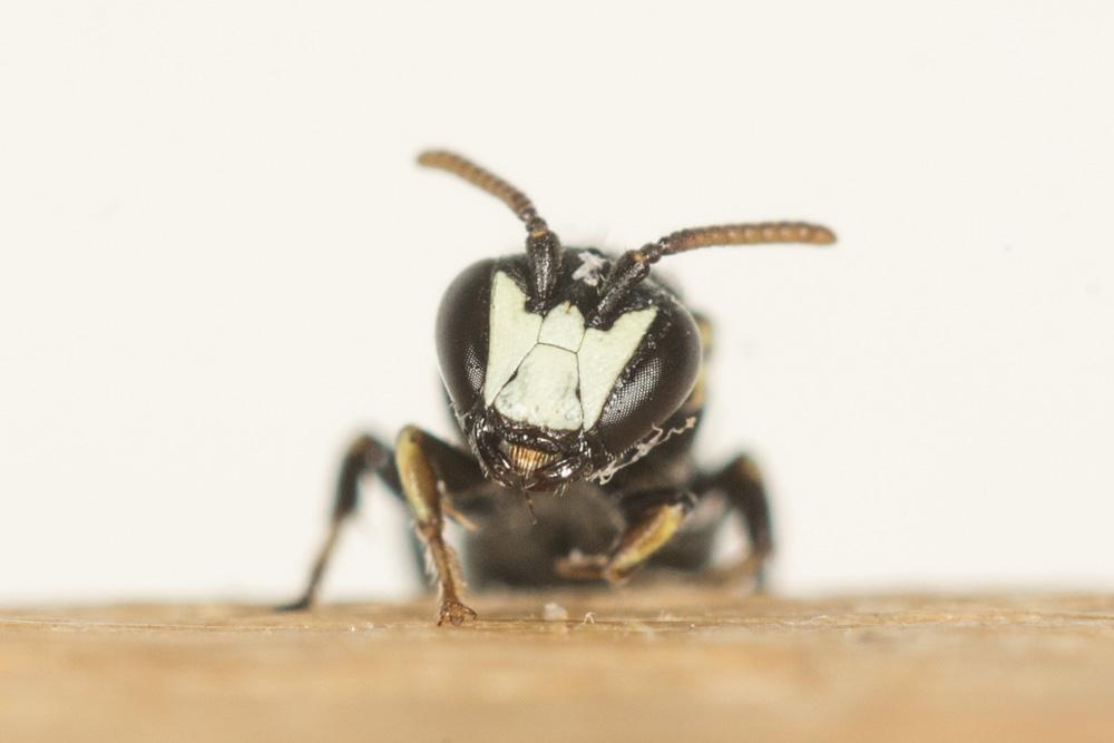 Hylaeus Fabricius, 1793