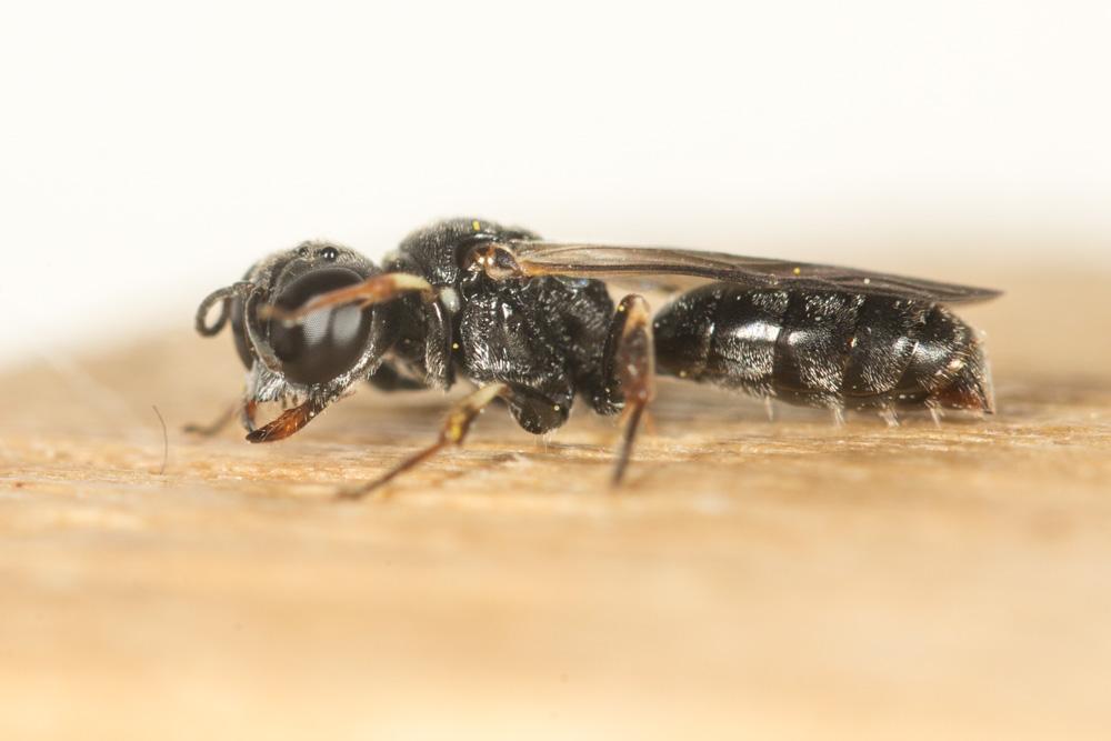 Crabronidae Latreille, 1802