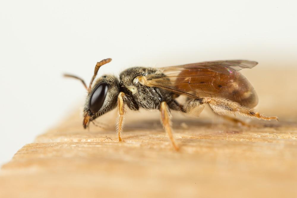 Lasioglossum mandibulare (Morawitz, 1866)