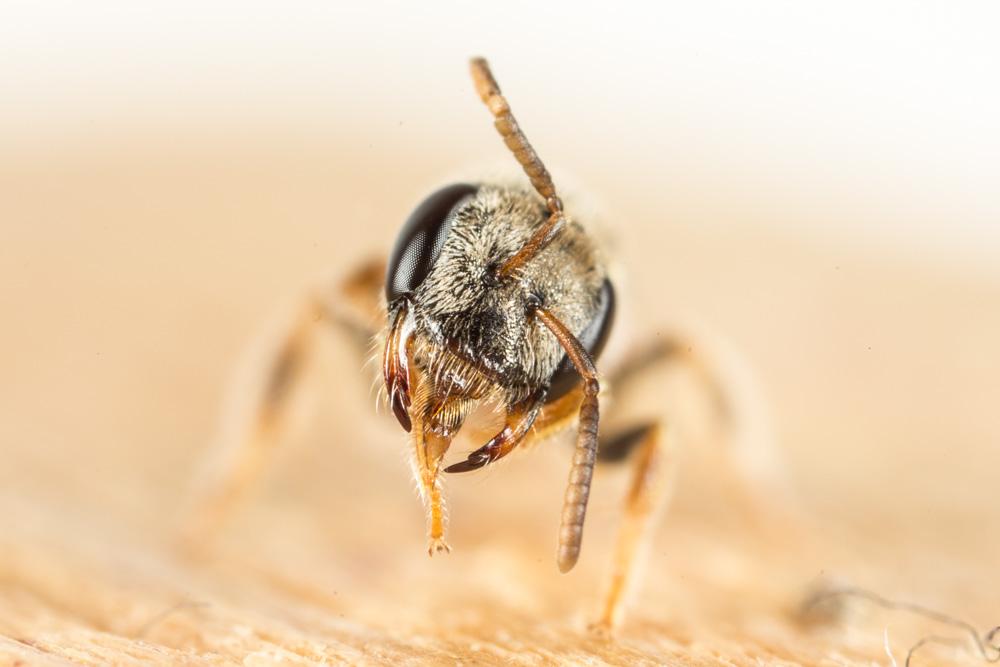 Lasioglossum mandibulare (Morawitz, 1866)