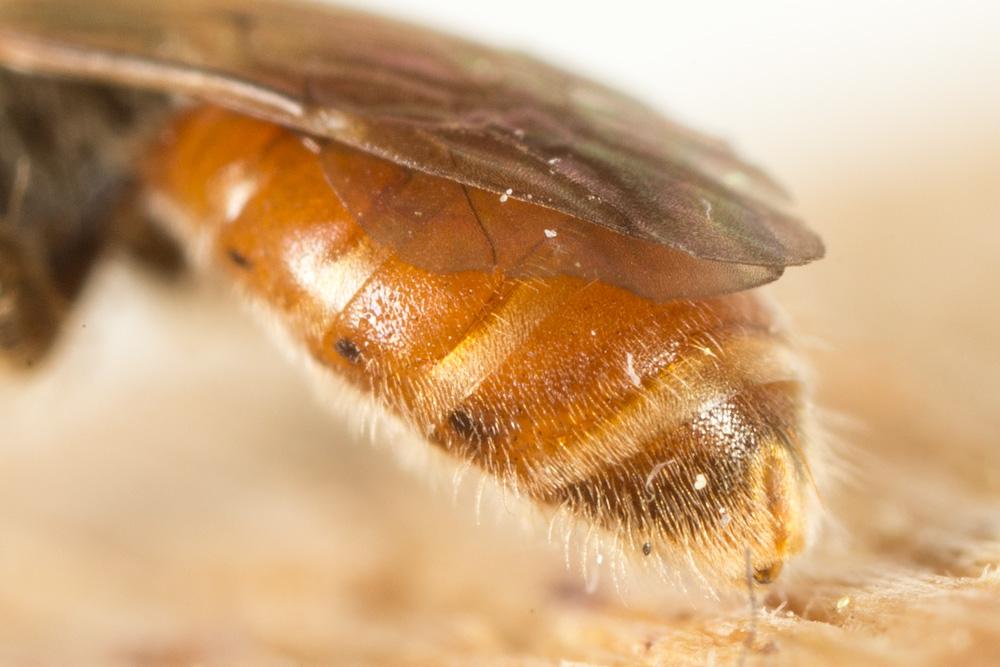 Lasioglossum mandibulare (Morawitz, 1866)