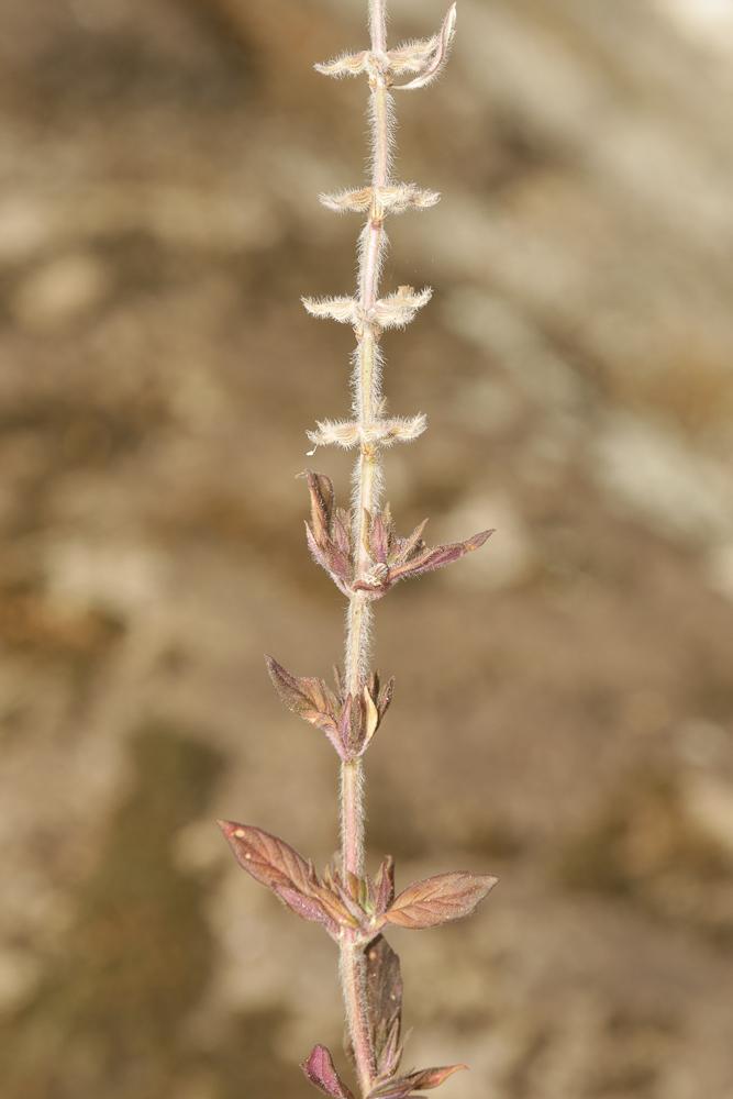 Calament acinos, Thym basilic, Clinopode des champ Clinopodium acinos (L.) Kuntze, 1891