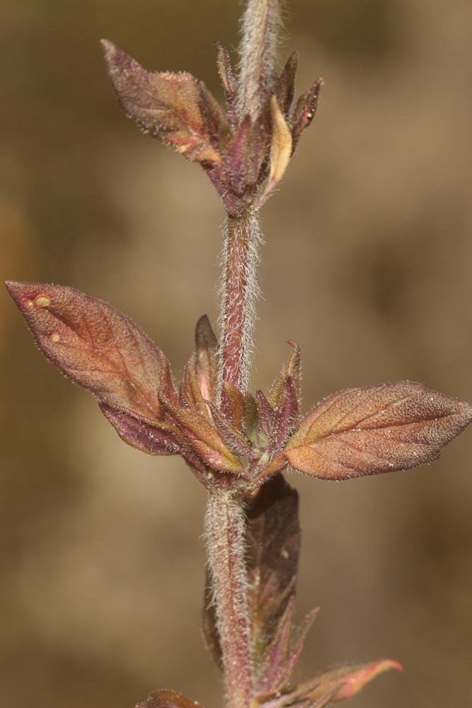 Calament acinos, Thym basilic, Clinopode des champ Clinopodium acinos (L.) Kuntze, 1891