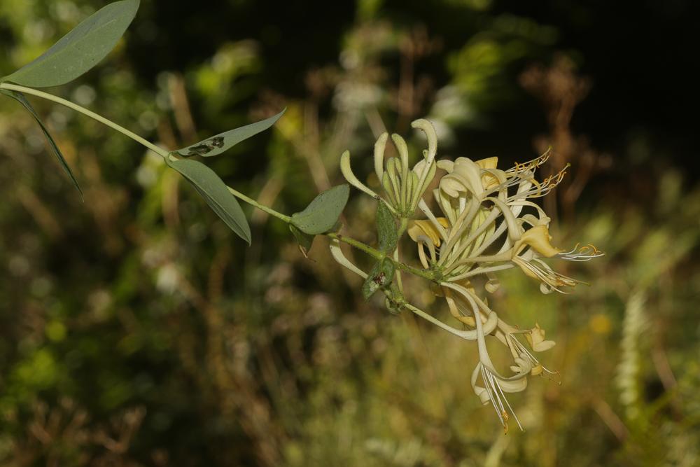 Chèvrefeuille des bois, Cranquillier Lonicera periclymenum L., 1753