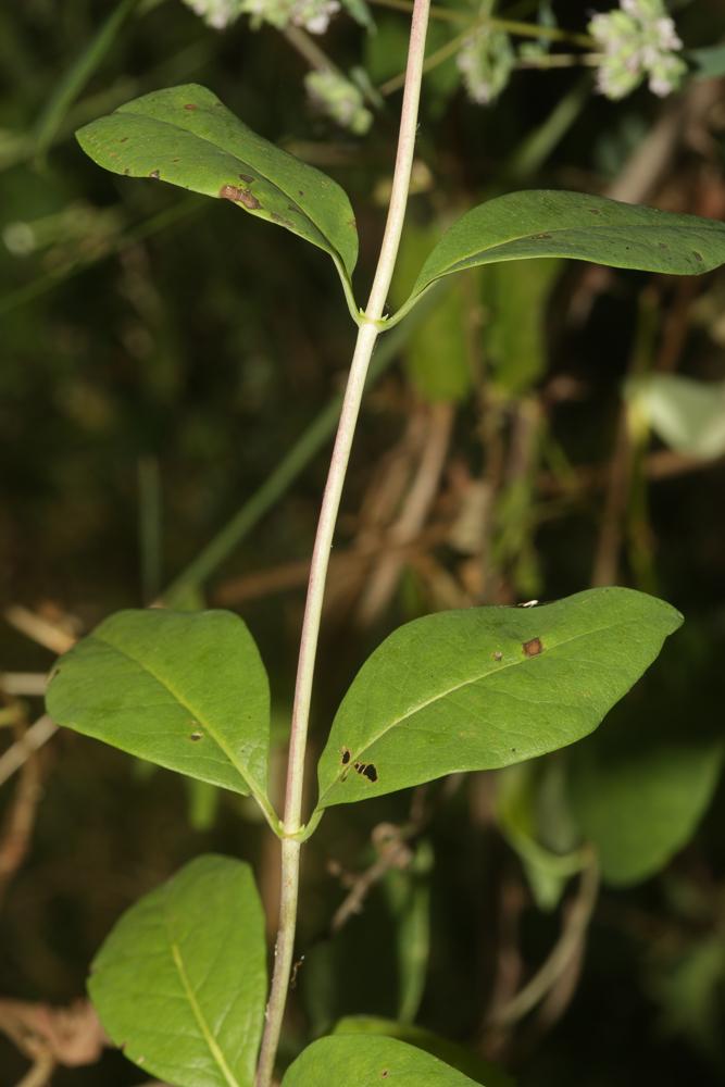 Chèvrefeuille des bois, Cranquillier Lonicera periclymenum L., 1753