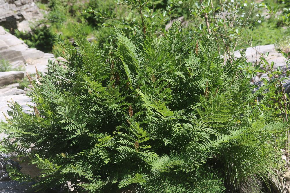 Osmonde royale, Fougère fleurie Osmunda regalis L., 1753