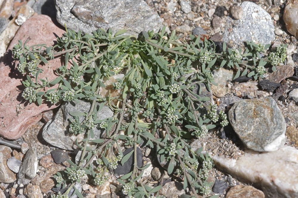 Corrigiole des grèves, Courroyette des sables Corrigiola littoralis L., 1753