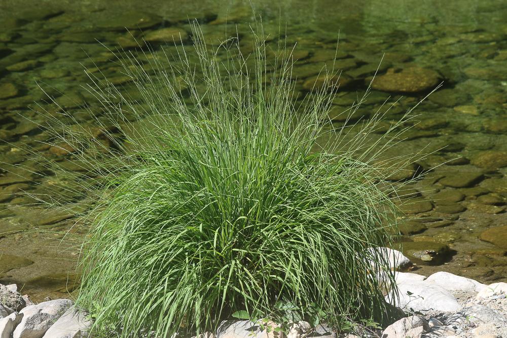 Molinie bleue Molinia caerulea (L.) Moench, 1794