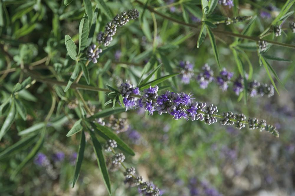 Gattilier, Poivre sauvage Vitex agnus-castus L., 1753