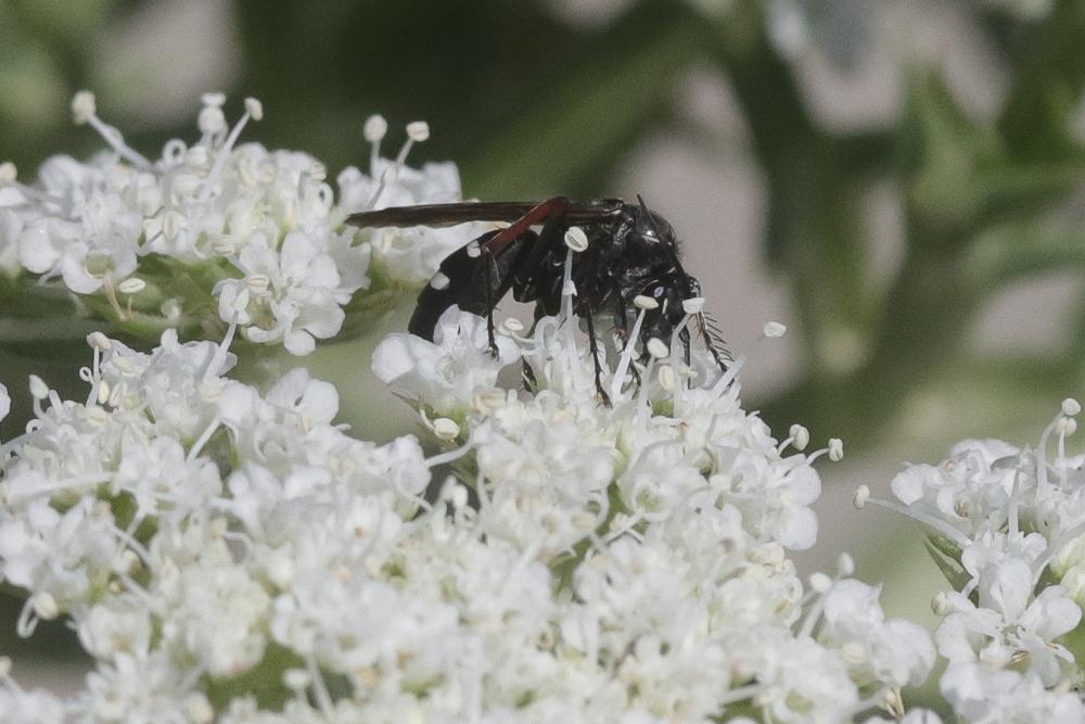  Episyron rufipes (Linnaeus, 1758)