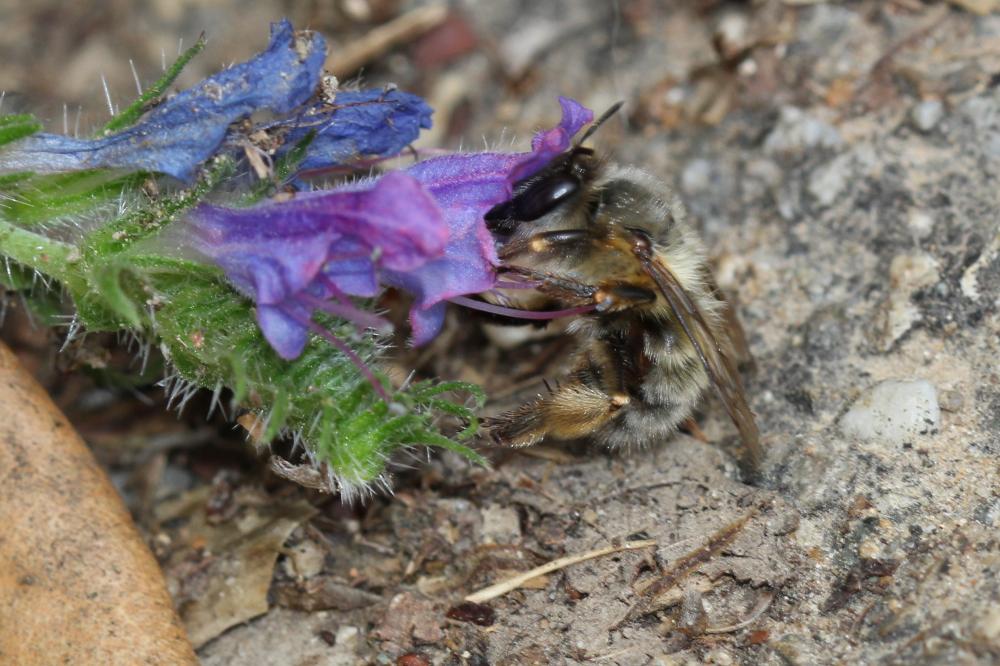 Anthophore commune, Anthophore plumeuse, Anthophor Anthophora plumipes (Pallas, 1772)