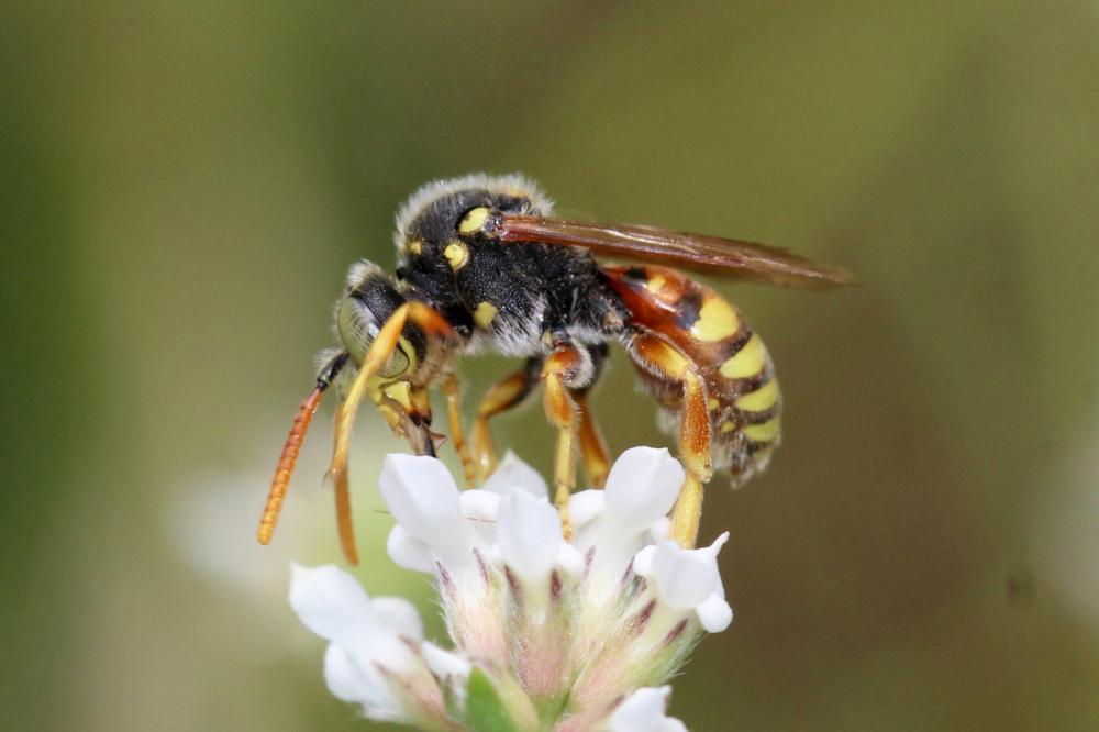 Nomada basalis Herrich-Schäffer, 1839