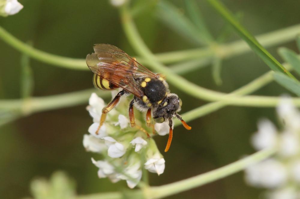 Nomada basalis Herrich-Schäffer, 1839