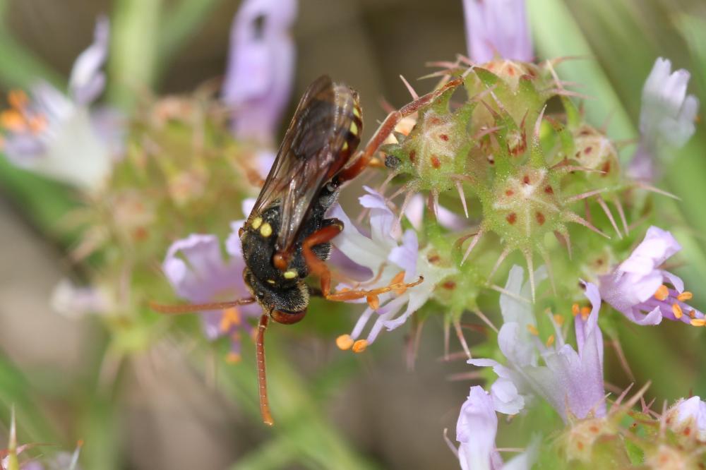 Nomada basalis Herrich-Schäffer, 1839