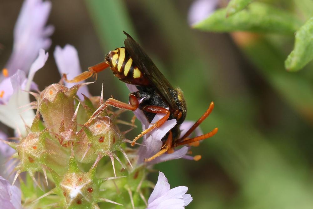 Nomada basalis Herrich-Schäffer, 1839