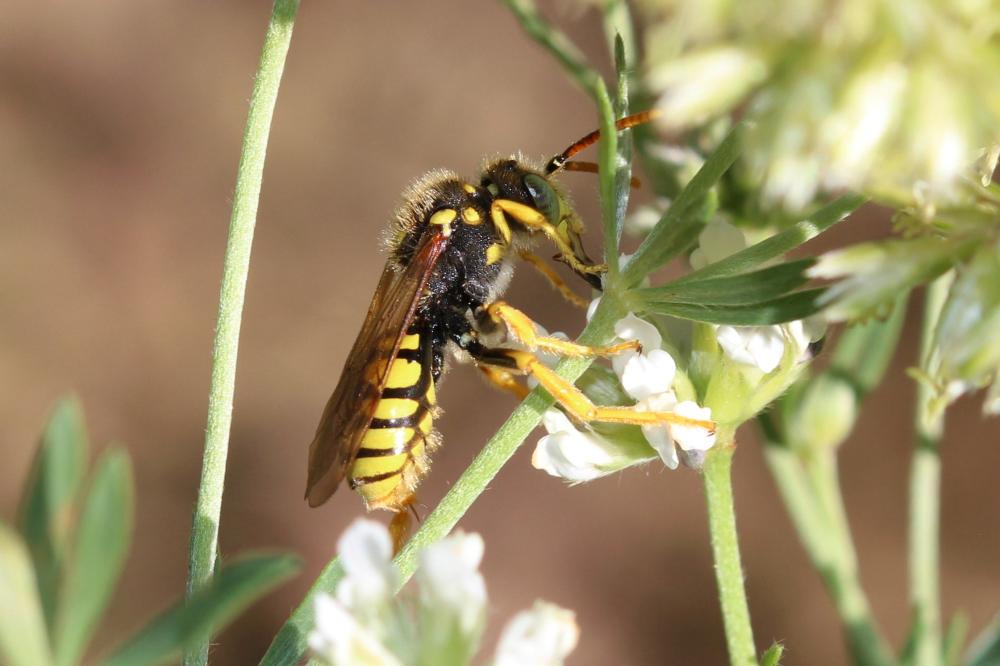 Nomada nobilis Herrich-Schäffer, 1839