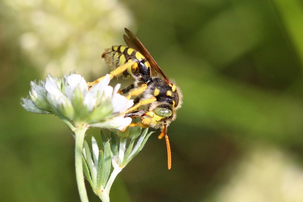Nomada nobilis Herrich-Schäffer, 1839