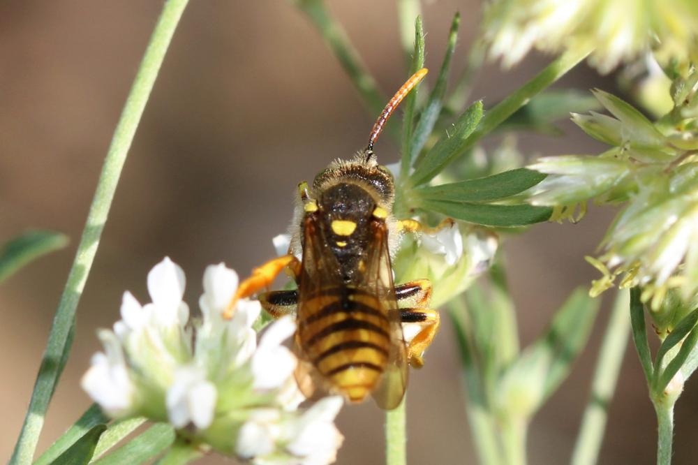 Nomada nobilis Herrich-Schäffer, 1839