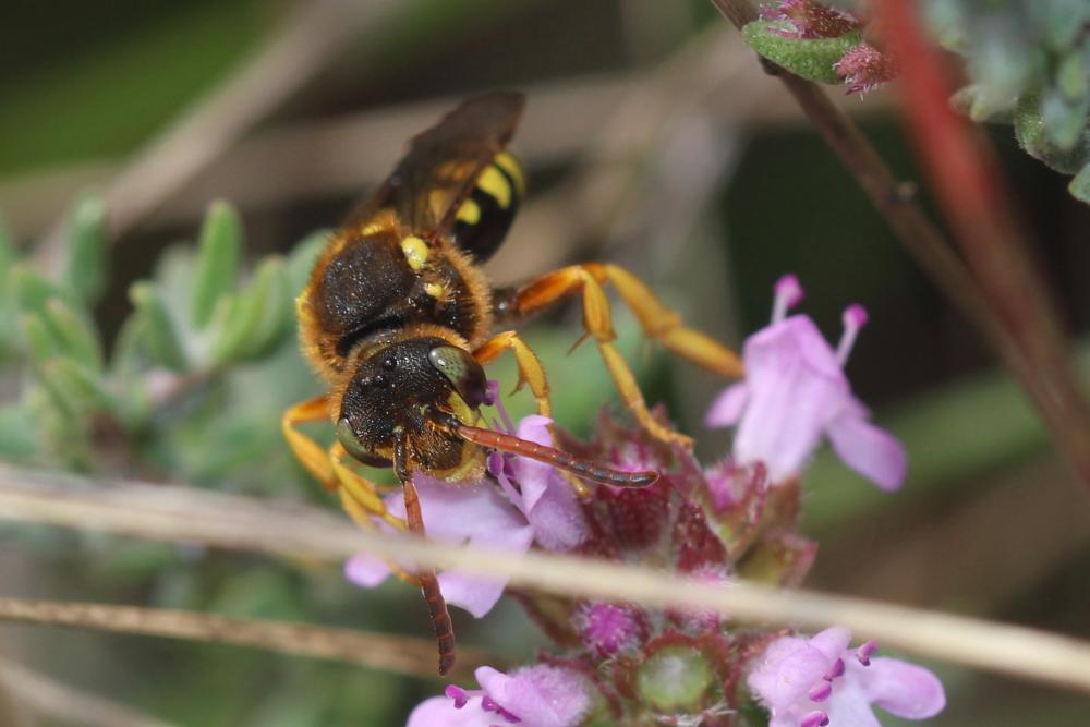 Nomada sexfasciata Panzer, 1799