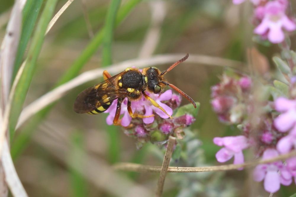  Nomada sexfasciata Panzer, 1799