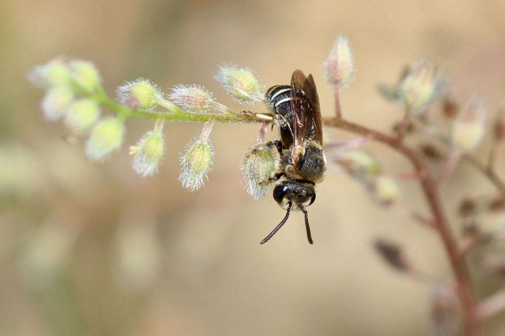  Nomiapis diversipes (Latreille, 1806)
