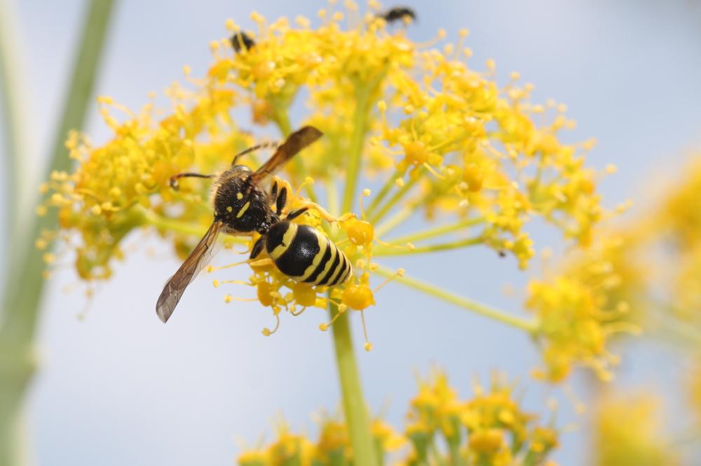 Paragymnomerus spiricornis (Spinola, 1808)
