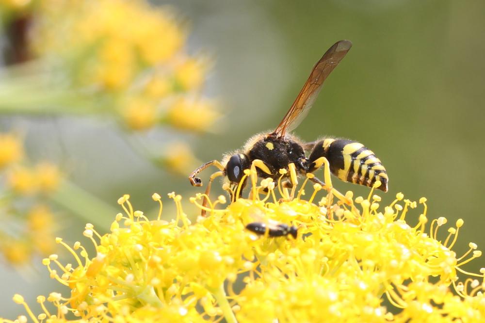 Paragymnomerus spiricornis (Spinola, 1808)