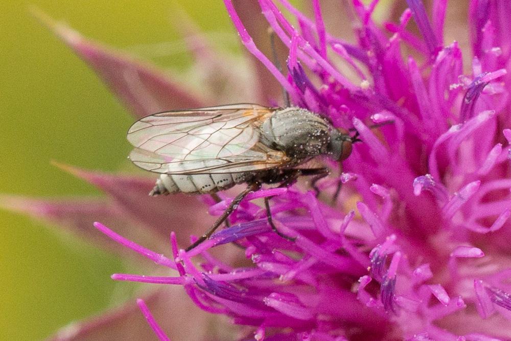 Le  sp. Rhamphomyia Meigen, 1822 sp.