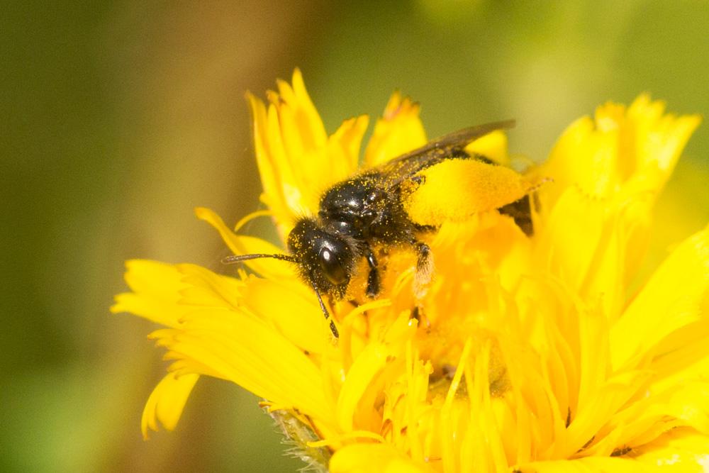 Panurgus banksianus (Kirby, 1802)