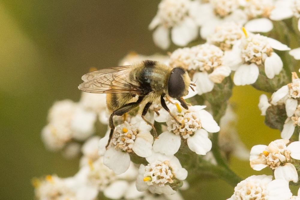 Le  sp. Merodon Meigen, 1803 sp.