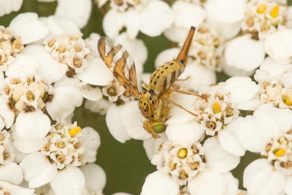 Le  Orellia falcata (Scopoli, 1763)