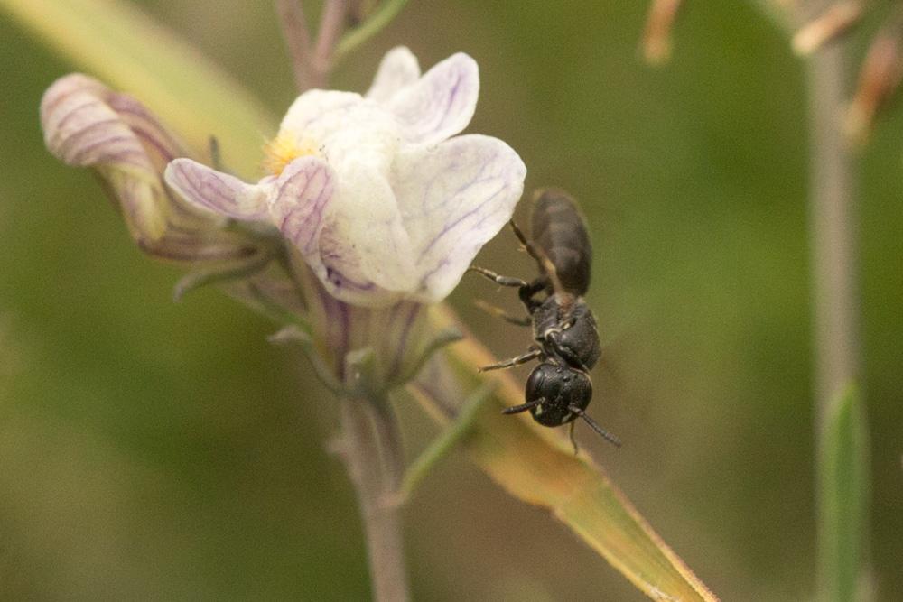 Hylaeus angustatus (Schenck, 1861)