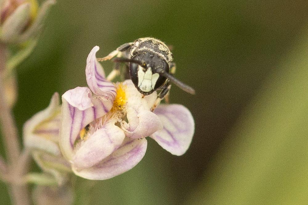 Hylaeus angustatus (Schenck, 1861)