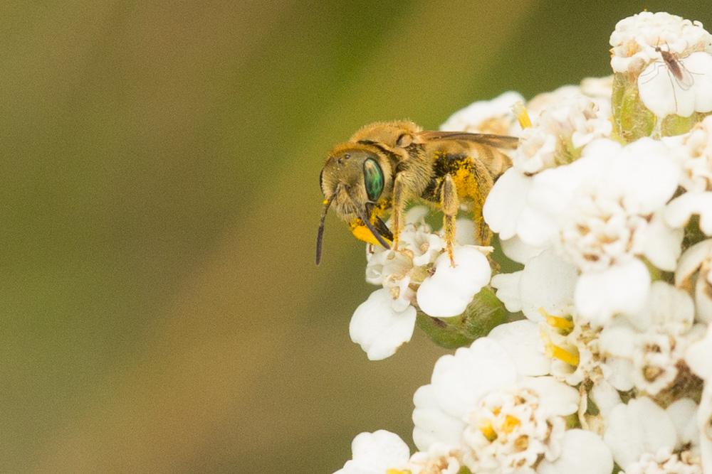 Seladonia subaurata (Rossi, 1792)