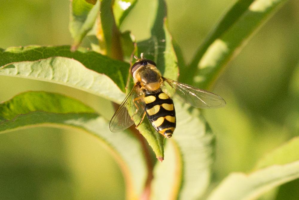 Le  sp. Eupeodes Osten Sacken, 1877 sp.