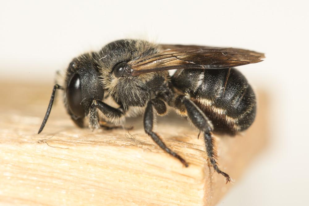 Osmia Panzer, 1806