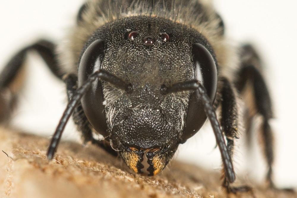 Osmia Panzer, 1806
