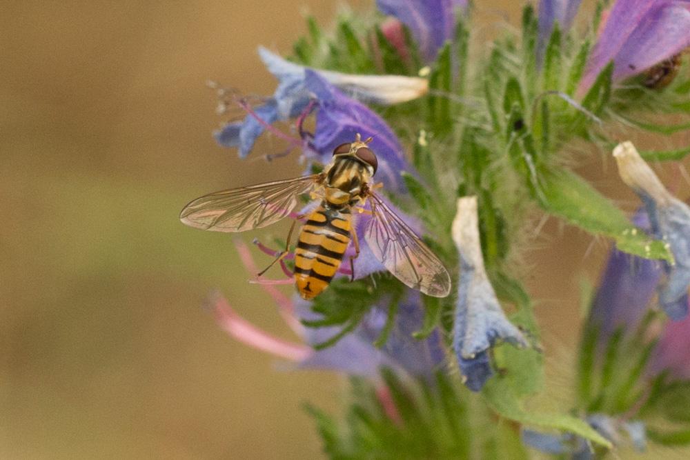 Episyrphus balteatus (De Geer, 1776)