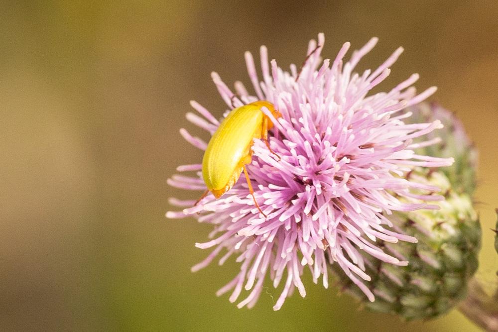Cteniopus sulphureus (Linnaeus, 1758)