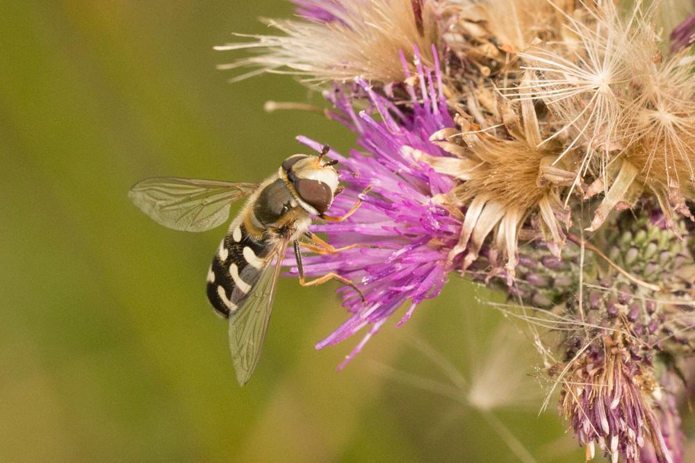 Syrphe du poirier, Syrphe pyrastre Scaeva pyrastri (Linnaeus, 1758)