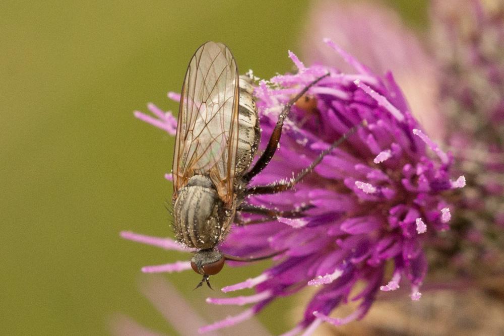 Empididae Linnaeus, 1758