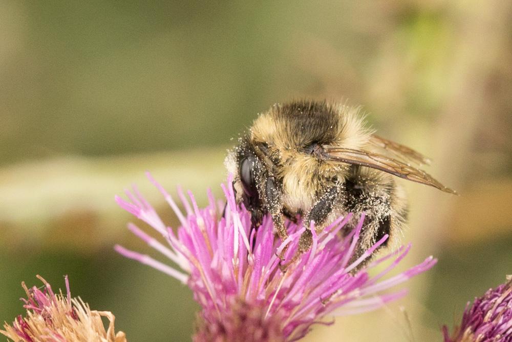 Bombus Latreille, 1802