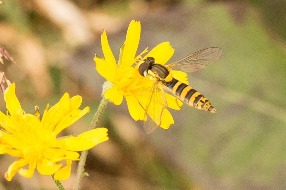 Sphaerophoria scripta (Linnaeus, 1758)