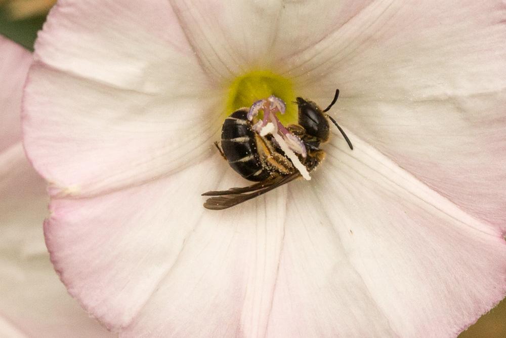Halictus maculatus Smith, 1848
