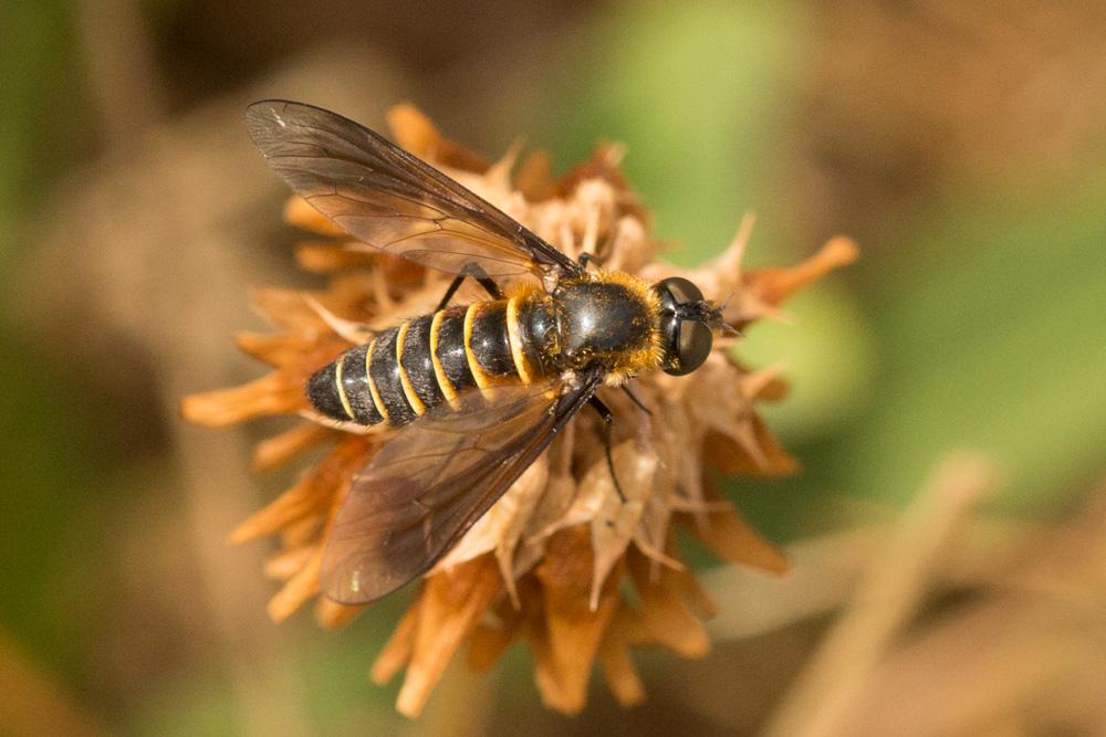 Le  sp. Lomatia  sp.